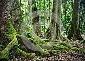 Keanae Arboretum, Maui, Hawaii