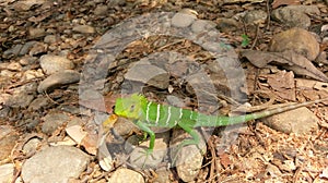 Kearala green Chameleon near the forest