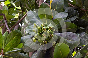 Keben, Barringtonia asiatica flowers known as fish poison tree sea poison tree mangrove tree