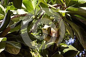 Keben, Barringtonia asiatica fruits known as fish poison tree sea poison tree mangrove tree