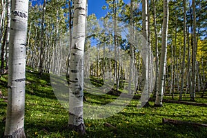 Kebler Pass Aspens