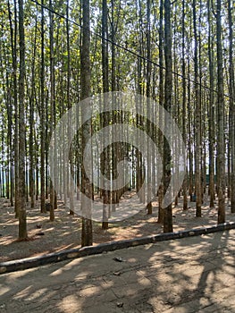 Kebon jati forest at bogor photo