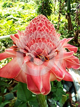Kecombrang flowers are typical for Indonesian food