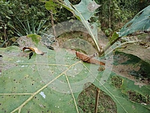 Ked on leaf