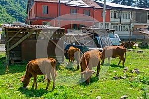 KEDA, GEORGIA: Cows graze in the small village of Keda in Georgia