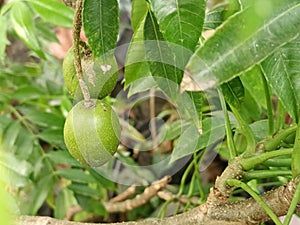 Kedondong, Ambarella, June Plum Fruit