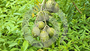 Kedondong fruit in the its plant