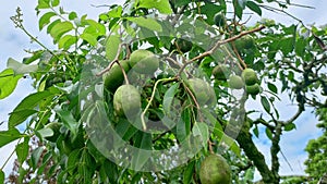 Kedondong fruit that is still green and looks fresh