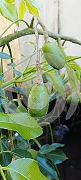 The kedondong fruit is still small.