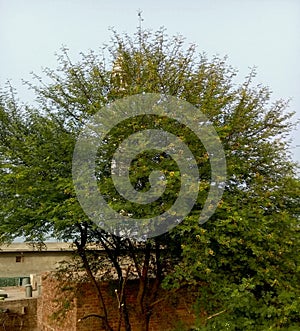 Keeker tree the ever green tree planted in desert areas