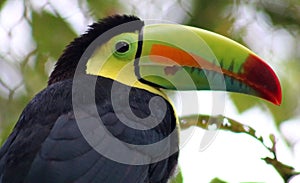 Keel billed colorful beautiful toucan in Costa Rica gorgeous tucan tucano