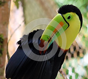 Keel billed colorful beautiful toucan in Costa Rica gorgeous tucan tucano