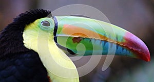 Keel billed colorful beautiful toucan in Costa Rica gorgeous tucan tucano