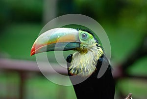 Keel billed colorful toucan in Costa Rica