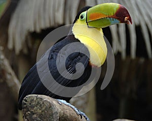 Keel billed toucan 1