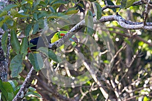 Keel billed toucan