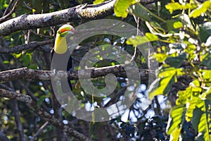 Keel billed toucan