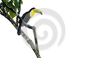 Keel Billed Toucan photo