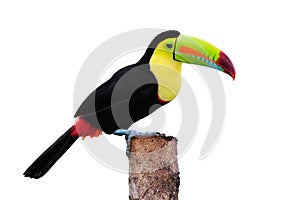 Keel Billed Toucan