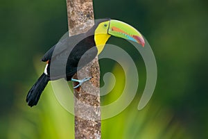 Keel Billed Toucan photo