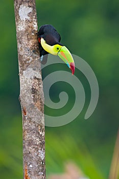 Keel Billed Toucan.