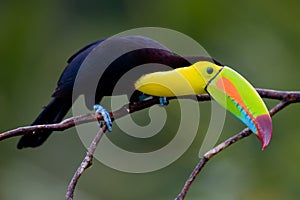 Keel Billed Toucan. photo