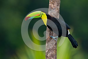 Keel Billed Toucan.