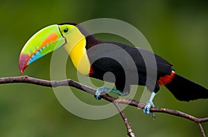 Keel Billed Toucan. photo