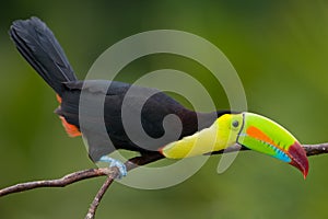 Keel Billed Toucan. photo