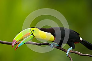 Keel Billed Toucan. photo