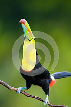 Keel Billed Toucan. photo