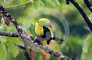 Keel-billed Toucan photo