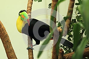 Keel-billed toucan