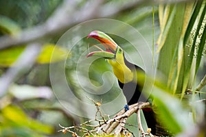 Keel billed toucan