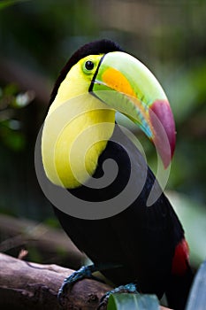 Keel billed toucan