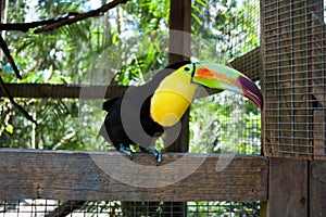 Keel-billed Toucan