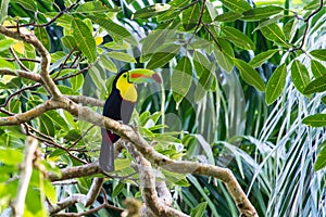 Keel-billed Toucan