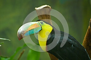 Keel Billed Toucan