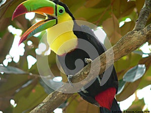 Keel-billed Toucan photo