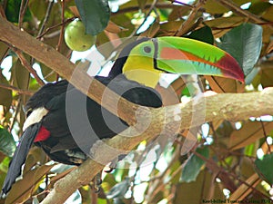 Keel-billed Toucan photo