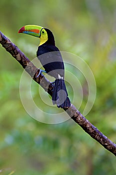 Keel-billed Toucan  840015