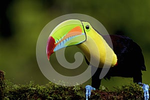 Keel-billed Toucan  840025