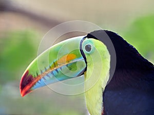 The keel-billed toucan, also known as sulfur-breasted or rainbow