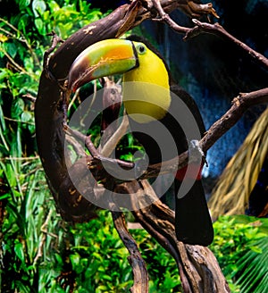 Keel-billed Toucan bird bright yellow beak