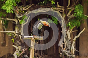 Keel Billed Toucan bird, from Central America