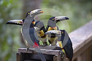 Keel-Billed Toucan Bird Group Feeding Macaw Mountain Rainforest Wildlife Reserve Copan Honduras