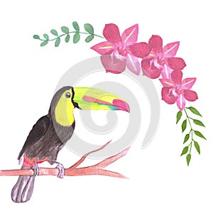 Keel billed Toucan bird or Ramphastidae sulfuratus bird seamless watercolor birds and orchid flowers background