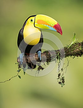 Keel-billed toucan on a branch