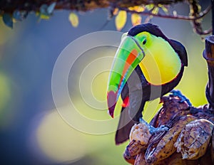 Keel-billed toucan with bright green beak