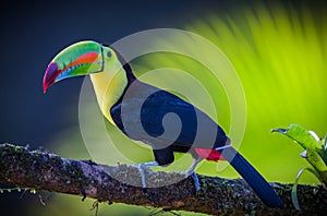 Keel-billed toucan with bright green beak and background